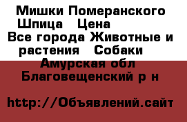 Мишки Померанского Шпица › Цена ­ 60 000 - Все города Животные и растения » Собаки   . Амурская обл.,Благовещенский р-н